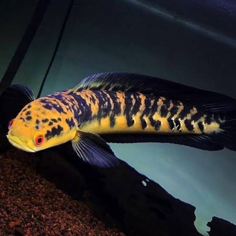 Ikan Channa Maru Yellow Sentarum size 17-19 cm Channa YS Bercabung Dan Bar Tebal Genetik Bagus Premium Quality Garde AA