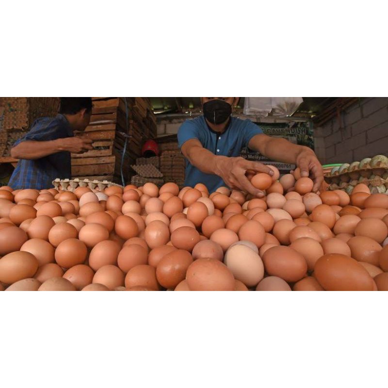 Telor Ayan Telur Ayam Negeri Negri Fresh dan Segar Berat 1kg Isi 15 -17 Butir