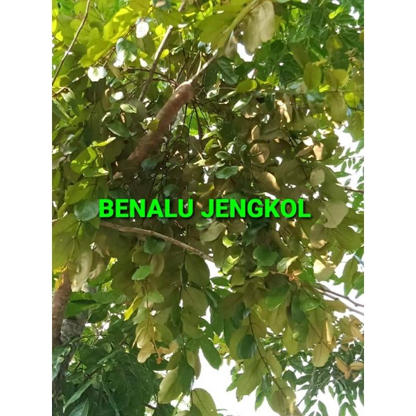 

DAUN BENALU JENGKOL KERING 500 GRAM