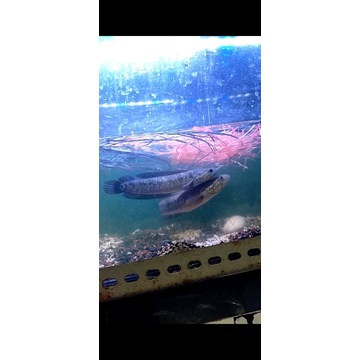 ikan chana asiatica rsws ukuran 4-5cm per 10ekor ternakan sendiri