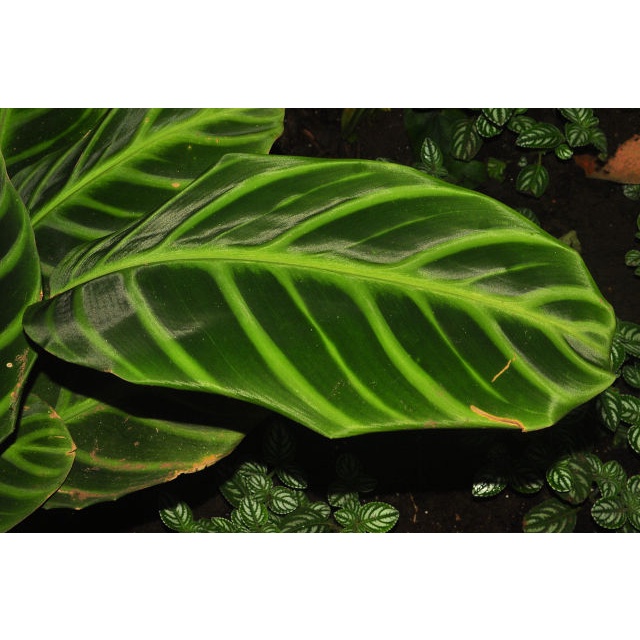 Tanaman Hias Calathea Ecuadoriana - Bunga Calathea Murah