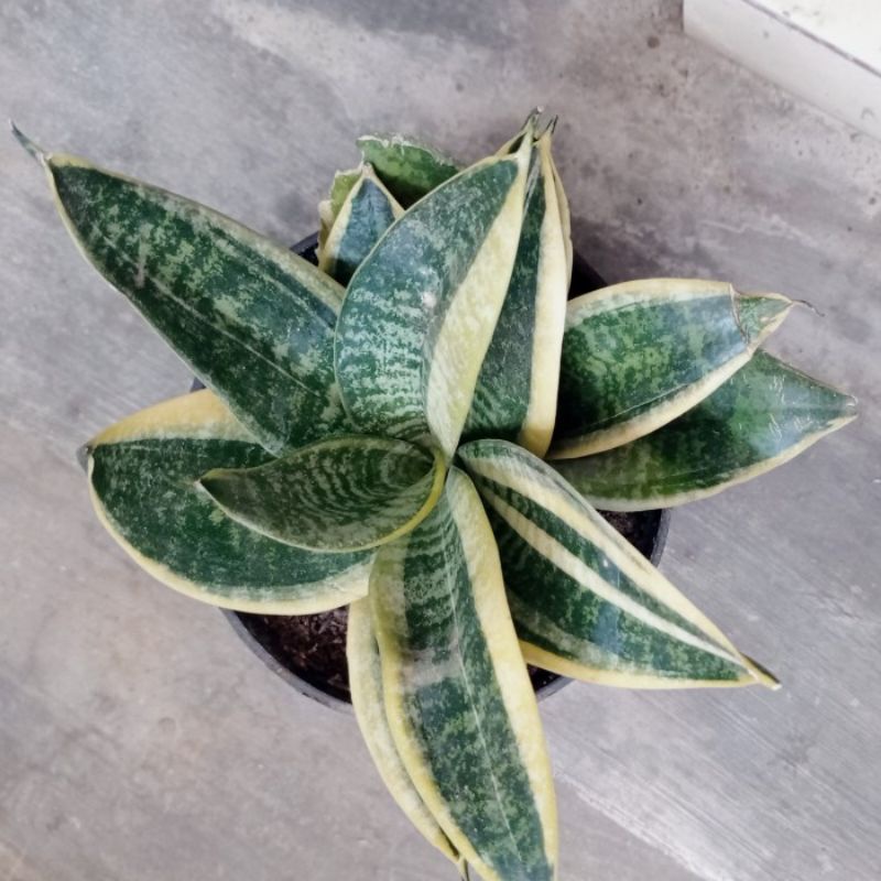 Sensivera Golden Honey Marginata