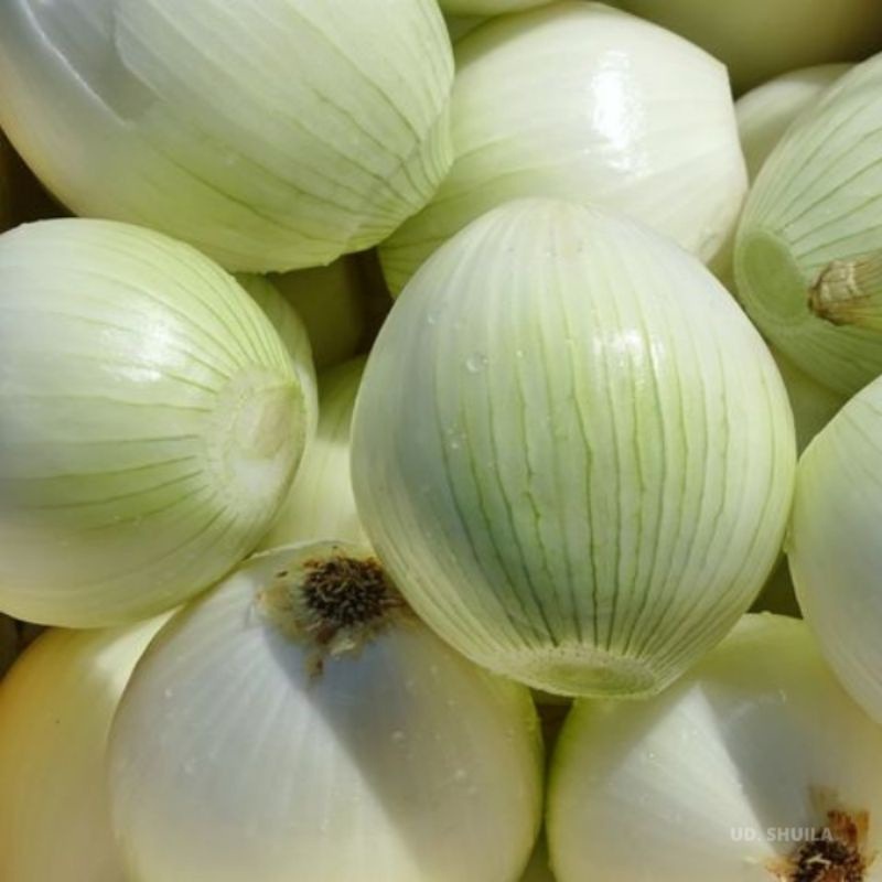 

Bawang Bombay Kecil Botak 250gr - 02