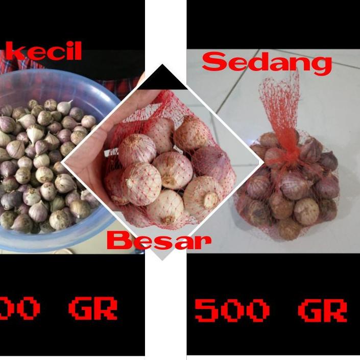 

Termurah[HJ]-Bawang putih tunggal ukuran kecil sedang besar 500gr / Bawang lanang 500 gram herbal alami