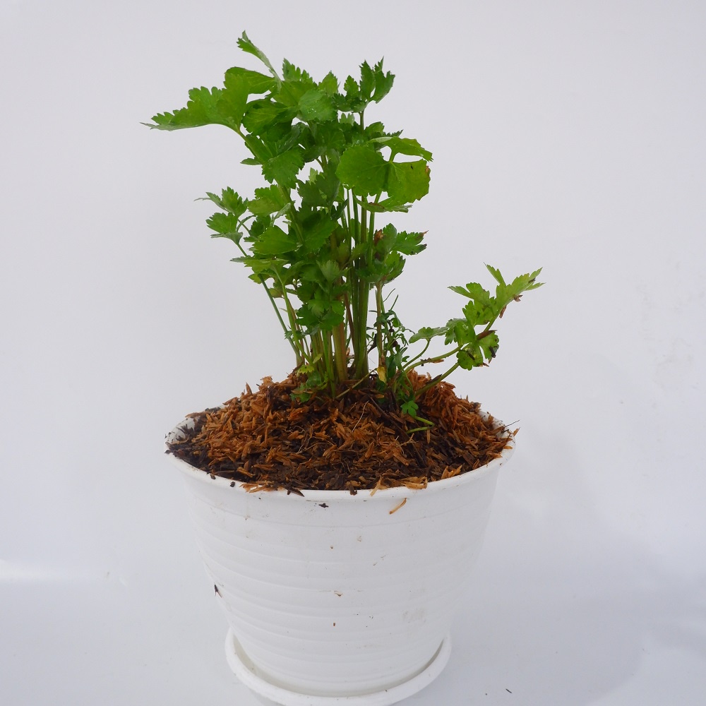 Bibit Tanaman Sayur Seledri Hidup - Bukan Benih - Sayur Seledri