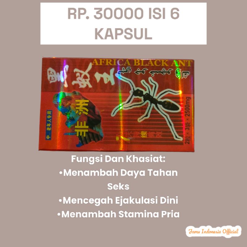 Semut || Afrikablackant Jamu Kuat