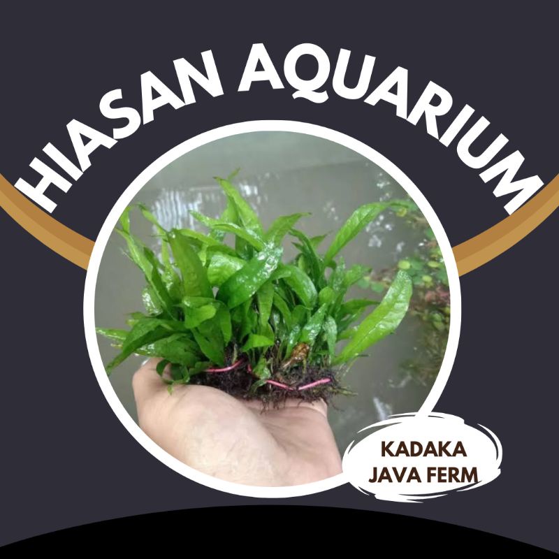 tanaman aquascape kadaka java fern