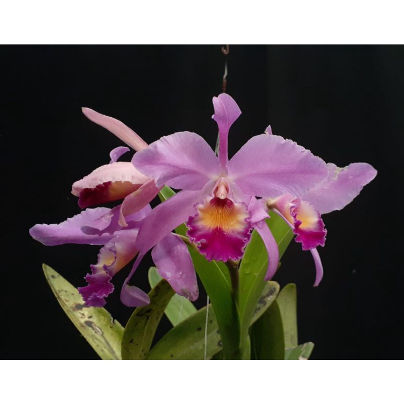 ANGGREK CATTLEYA MANTINI, PLANT 10 DEWASA