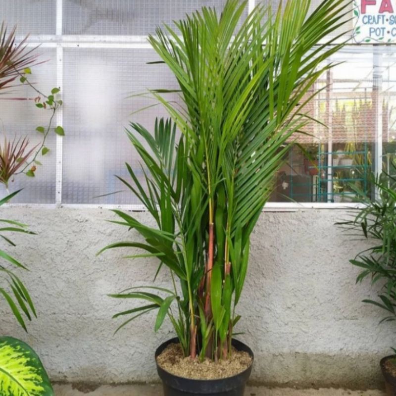 Tanaman Hias Palem Merah 1.3m , Palm Merah Rimbun