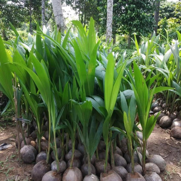 Harga Termurah Bibit Kelapa Wulung Asli Akar Merah Genjah