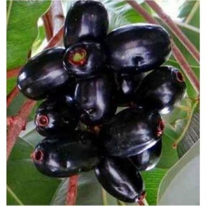 Bibit Tanaman Buah Juwet Hitam/Buah Jamblang/Buah Duwet/Buah Langka