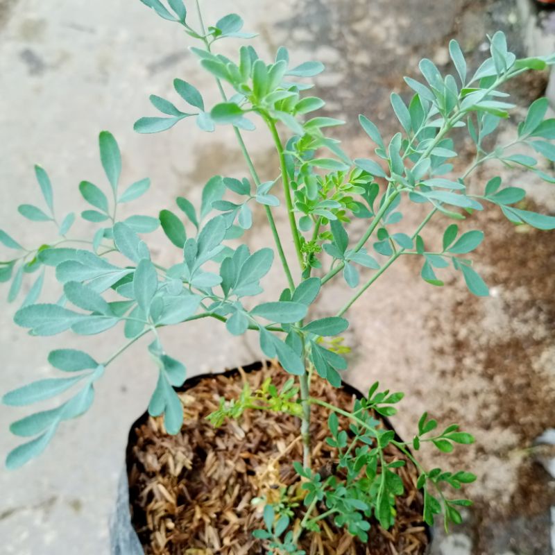 Ingu Inggu tanaman obat herbal toga