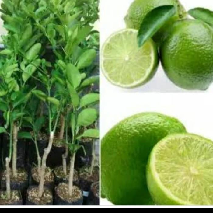 Bibit jeruk nipis/tanaman buah jeruk nipis
