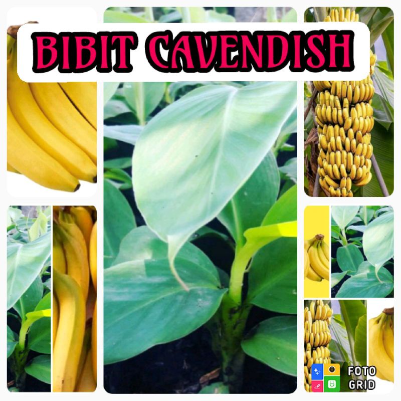 Bibit pisang cavendish grand nain