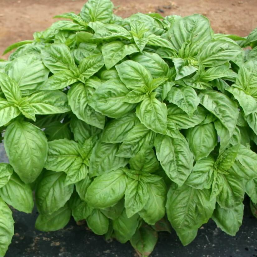 Benih Seribuan - 20 Bibit Herb Sweet Basil Italian Large Unggul