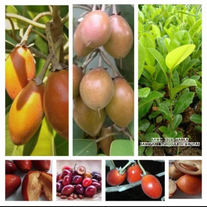 Bibit tanaman sawo manila / sawo kecik , rasa buahnya super manis