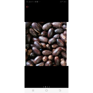 

biji pala murni 250gram - nutmeg whole asli /
