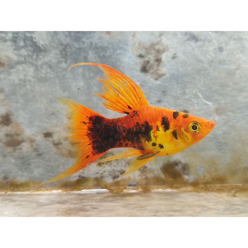 maculatus lyretail aksesoris aquarium