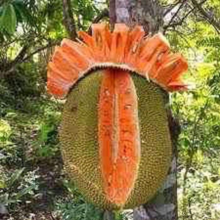bibit tanaman buah nangka merah benih pohon di dalam pot tabulampot