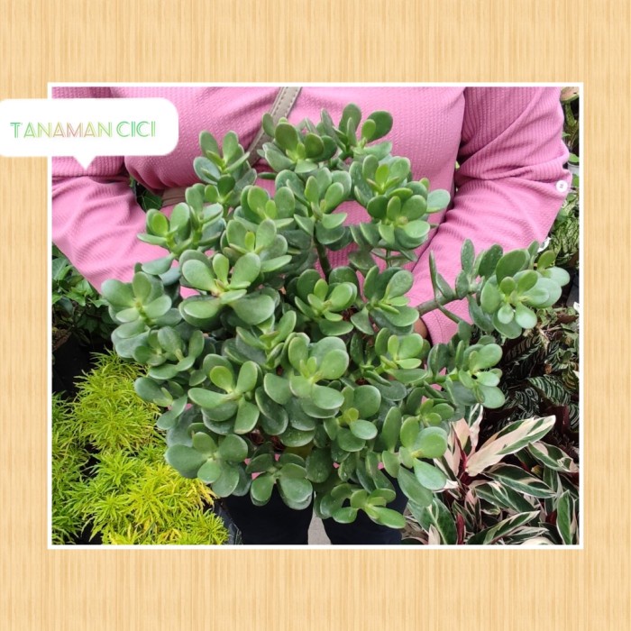 :=:=:=:=] tanaman giok jade plant ukuran kecil d 25cm