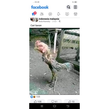 

ayam petarung tangguh murah lebay