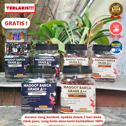 Manggot Kering Dried Bsf Pakan Ikan Channa Blue Pulcra Auranti Maru Stewarti Barca Andrao Limbata As