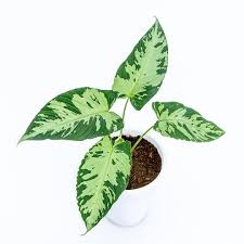 tanaman hias homalomena schismatoglottis army