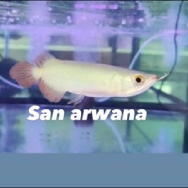 pajangan akuarium arwana unik super red chili mulut hiu sertifikat + chip GRADE A