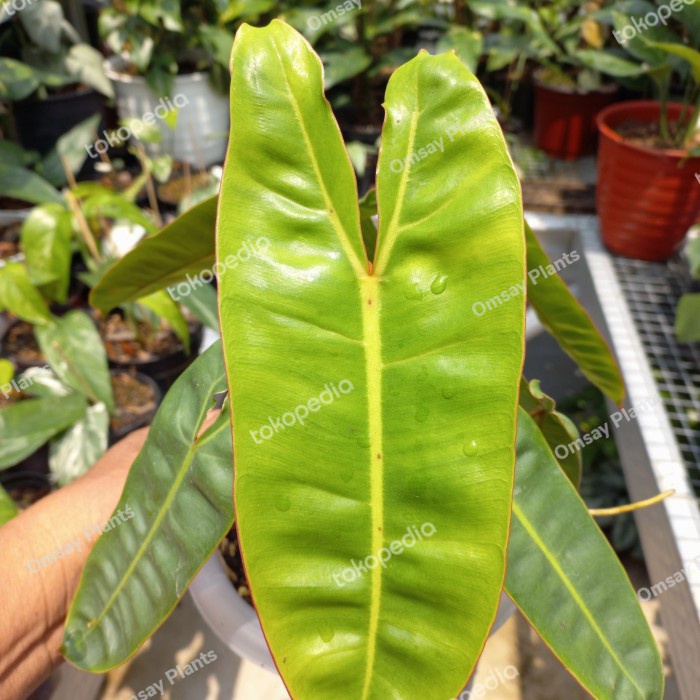 Hiasan Philodendron Billietiae Kabel Busi Orange