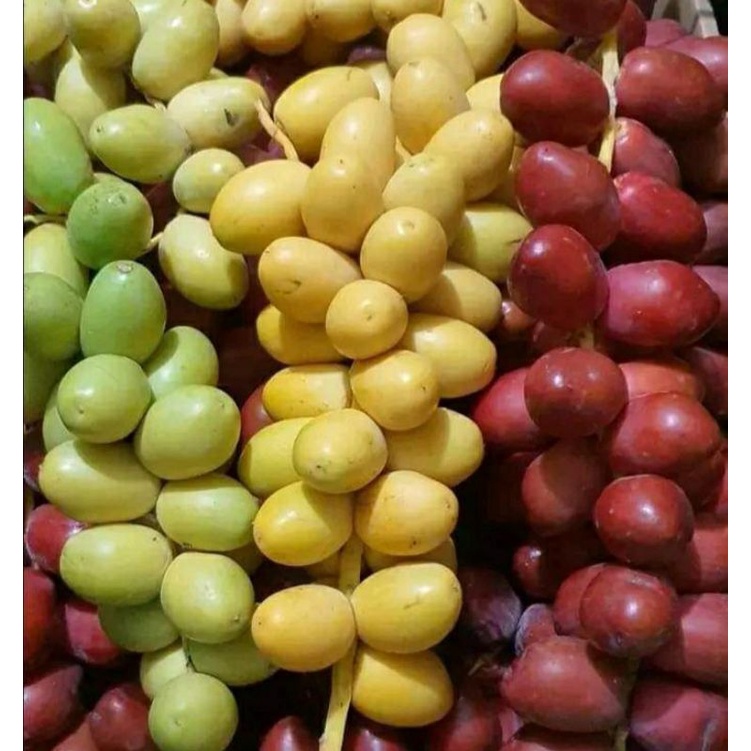 

KHUSUS JAWA TIMUR KURMA MUDA 1 KG FRESH BUKAN FROZEN