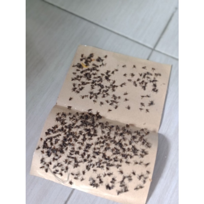 Lem Papan kertas Lalat Kecoa Cicak Cap LOWE Sakti Glue Pad isi 10 pcs