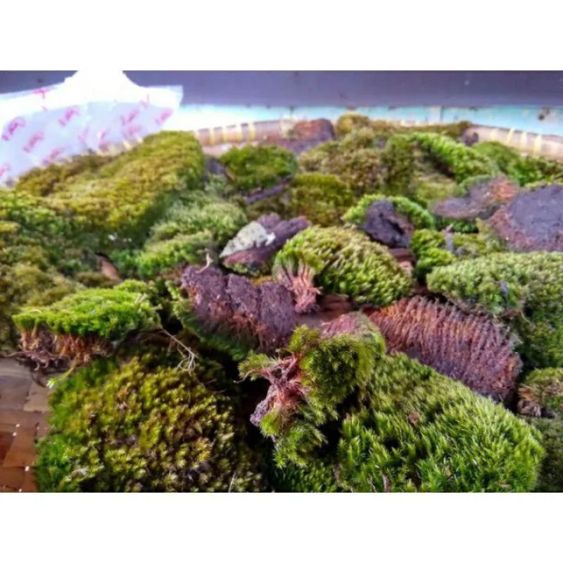 LUMUT GENTING/LUMUT HIASAN BONSAI/500GRAM