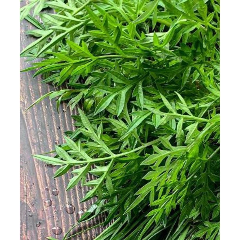 

daun kenikir segar 300gr