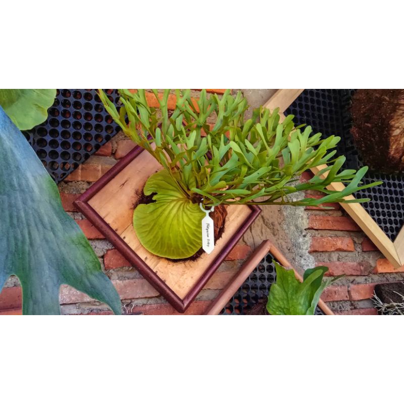 Platycerium Ridleyi | Simbar | Tanduk Rusa | Tanaman eksotis Kalimantan | Ukuran L | Media papan kay