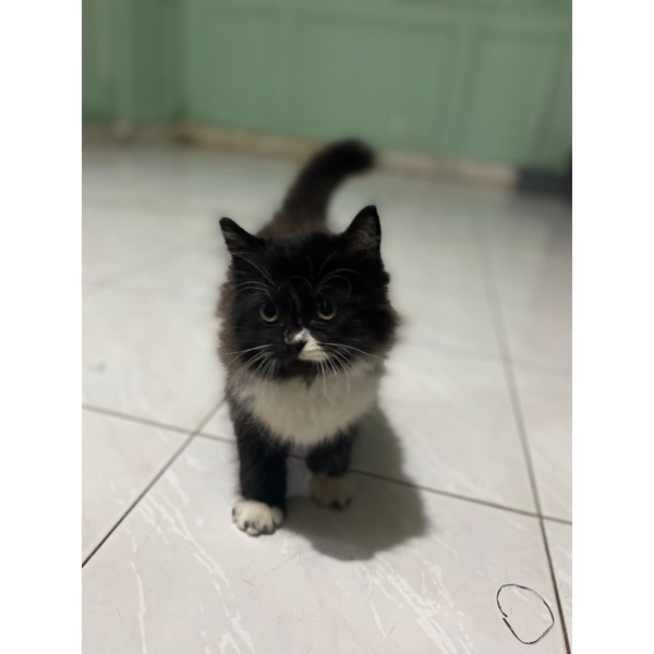 Anak kucing persia warna hitam putih