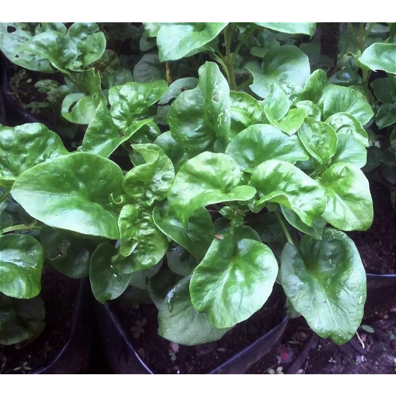 tanaman bayam brazil