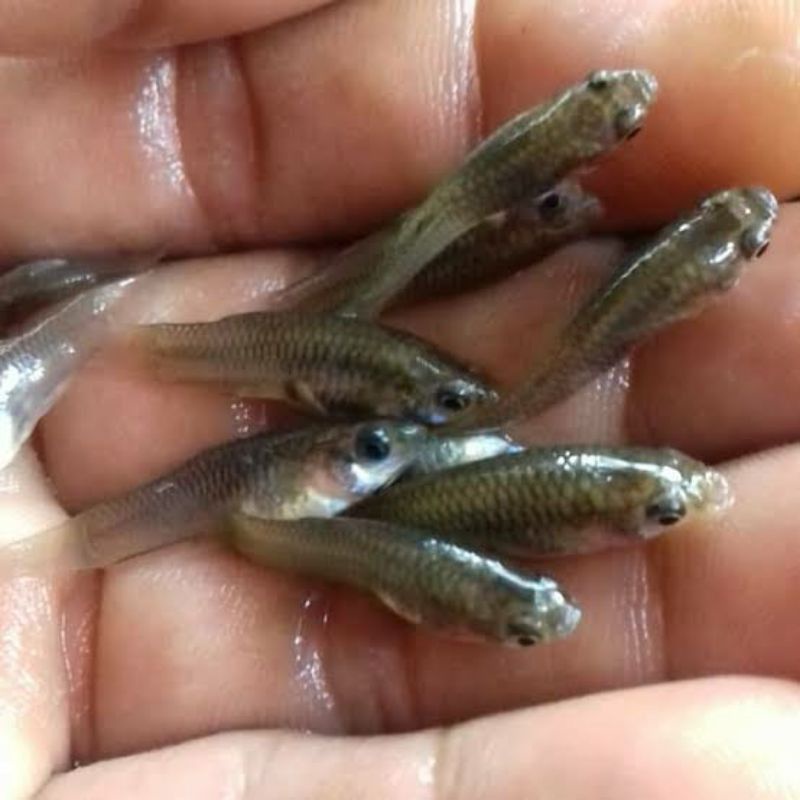 PAKAN IKAN PREDATOR IKAN CERE