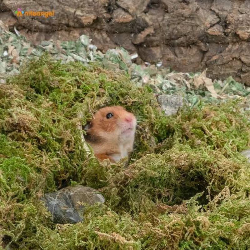 Forest Moss/Lumut Hutan Kering Dekorasi,Sarang,Bedding Hamster