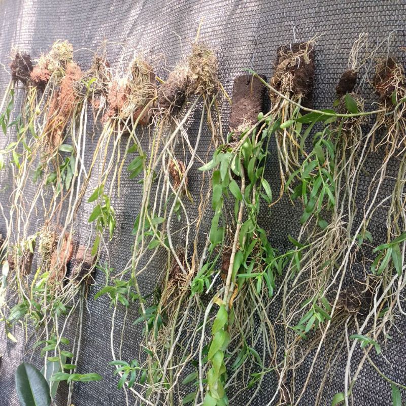 Anggrek anosmum semi Alba rumpun