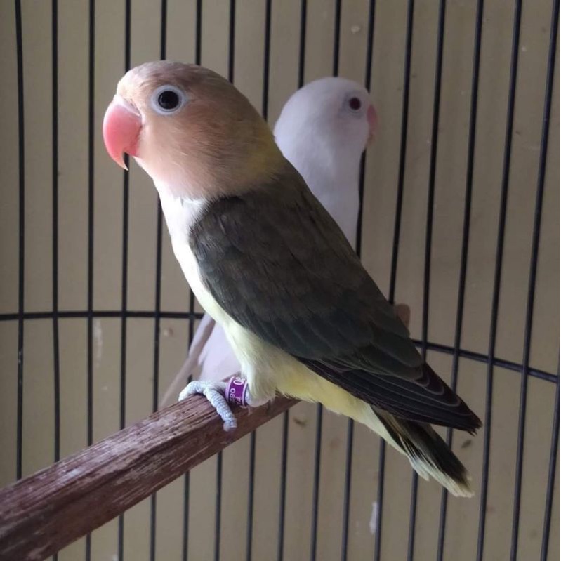 Lovebird aqua PB wing dan pf