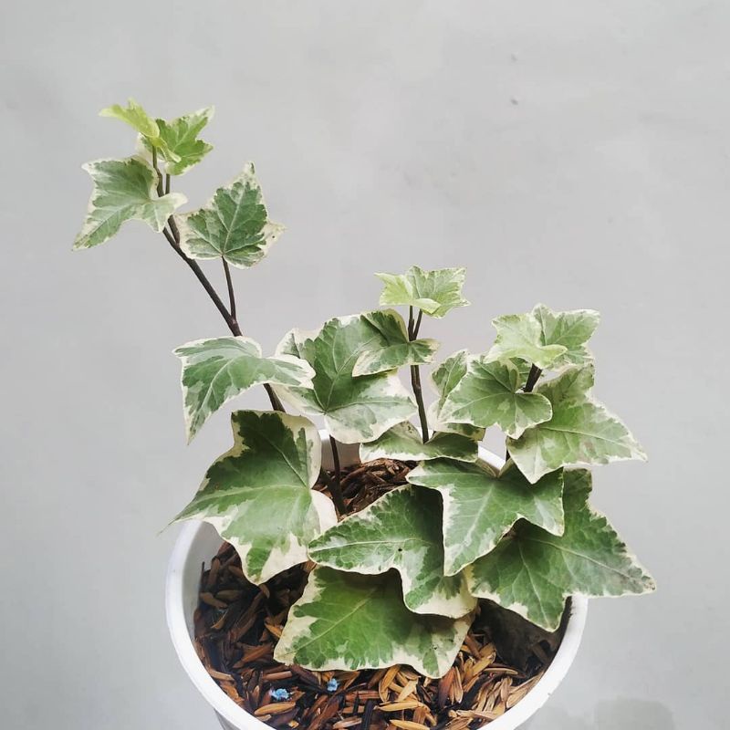Tanaman hias Ivy varigata Inggris segi lima / evy variegata hexagonal / hedera algerians