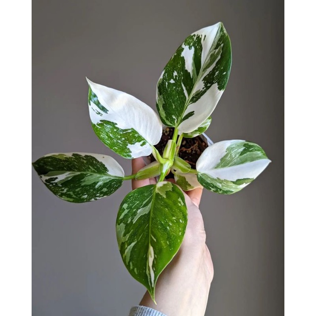 Tanaman Hias Philodendron White Wizard Mewah / Philo whit wizar / pilo wet wijard whait weit wizart 