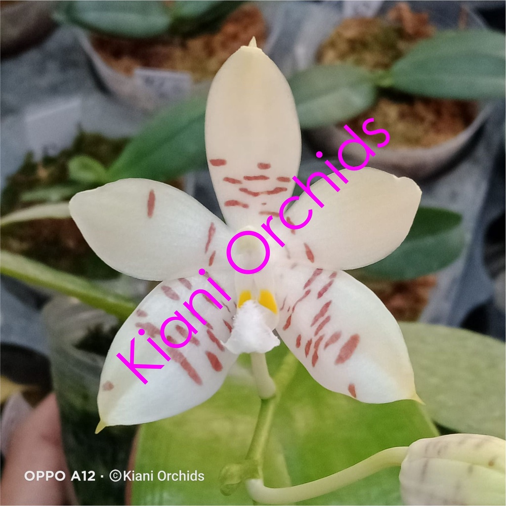 Anggrek Phalaenopsis tetraspis X Luisia javanica DEWASA