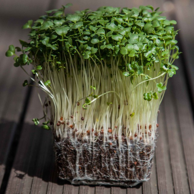 Benih Seribuan - 150 Bibit Microgreen Broccoli Sprout Organik Unggul