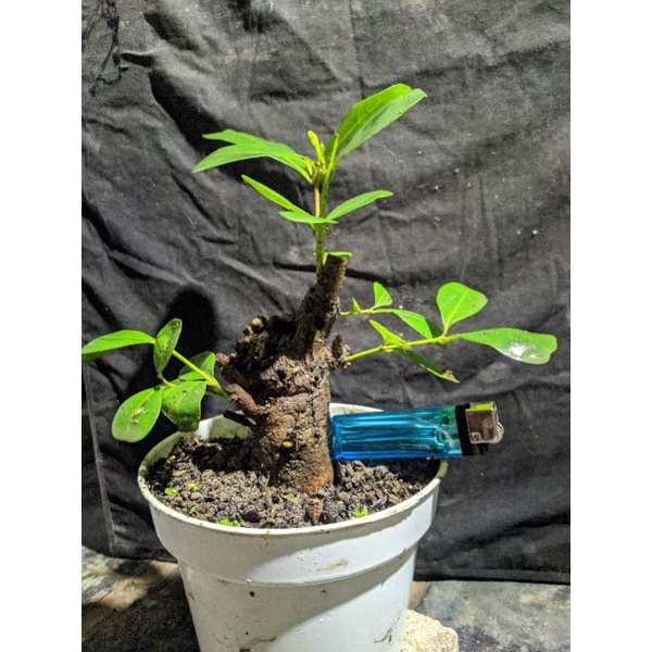 bahan bonsai Jamblang, jambu keling atau duwet (Syzygium cumini) realpic