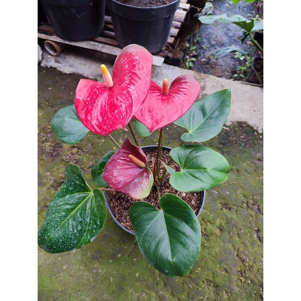 anthurium bunga presiden
