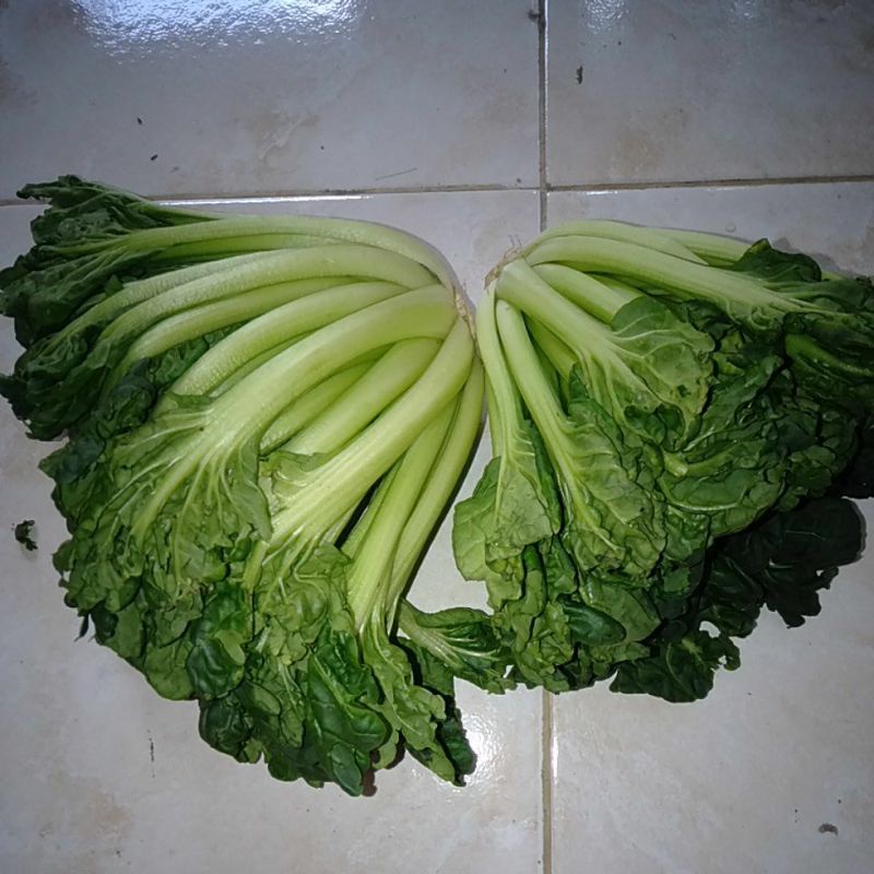

Sayur Tatsoi Pagoda segar