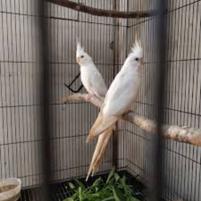 PARKIT AUSTRALIA ALBINO MATA MERAH (pasangan)