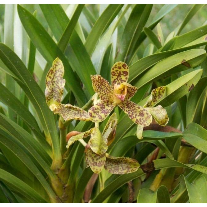 Grammatophyllum speciosum / Anggrek Tebu Mini DEWASA