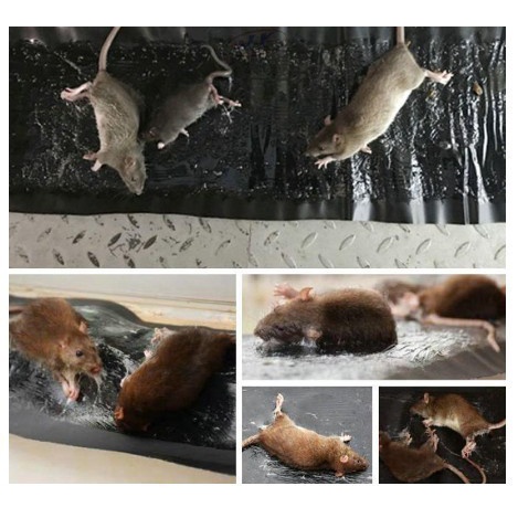 barokahgamis MOUSE NOOSER / KARPET JEBAKAN TIKUS